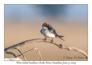 Wire-tailed Swallow