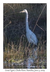 Great Egret