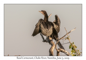 Reed Cormorant