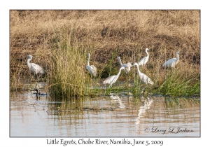 Little Egrets