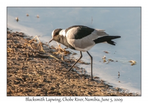 Blacksmith Lapwing