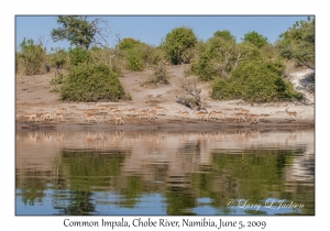 Common Impala