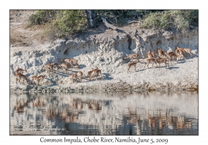 Common Impala