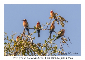 White-fronted Bee-eaters