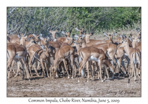 Common Impala