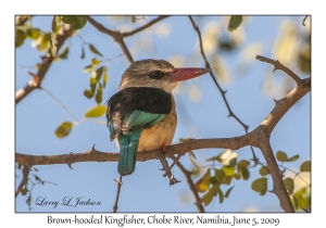 Brown-hooded Kingfisher