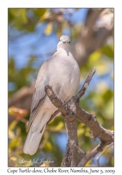 Cape Turtle-dove