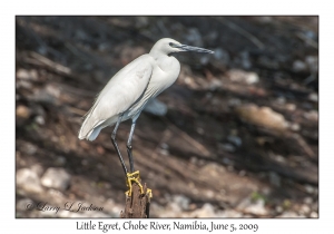 Little Egret