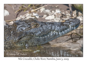 Nile Crocodile