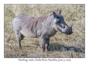 Warthog, male
