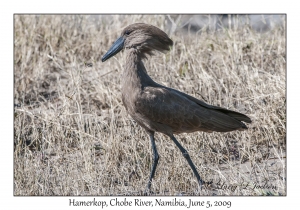 Hamerkop