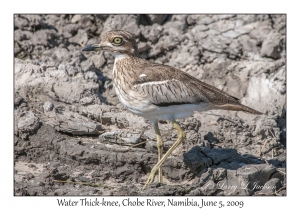 Water Thick-knee