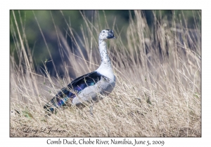 Comb Duck