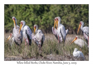 Yellow-billed Storks