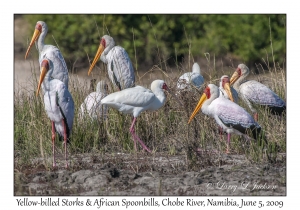 Yellow-billed Storks & African Spoonbills