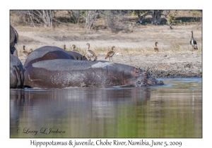 Hippopotamus