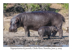 Hippopotamus