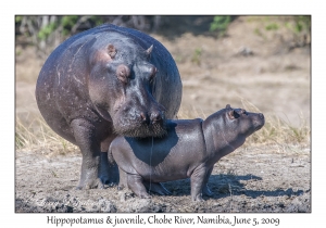 Hippopotamus