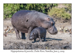 Hippopotamus