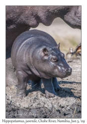 Hippopotamus