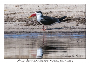 African Skimmer