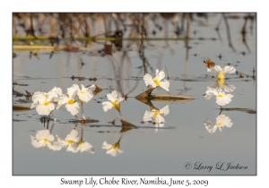 Swamp Lilies