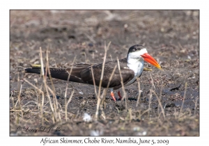 African Skimmer