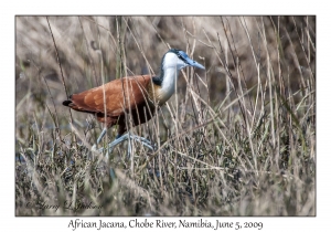 African Jacana