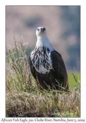 African Fish Eagle, juvenile