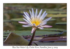 Blue Star Water Lily