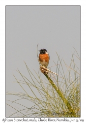 African Stonechat, male