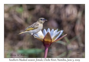 Southern Masked-weaver, female