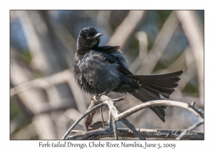 Fork-tailed Drongo