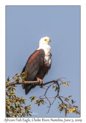 African Fish-eagle
