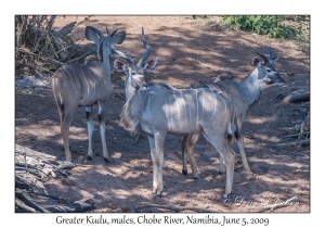 Greater Kudu, males