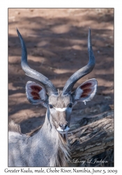 Greater Kudu, male