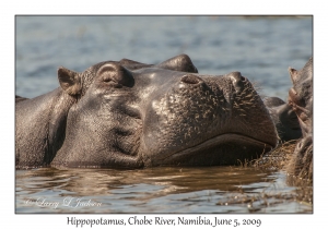 Hippopotamus