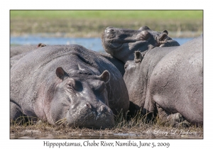 Hippopotamus