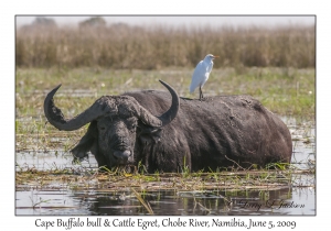 Cape Buffalo, bull