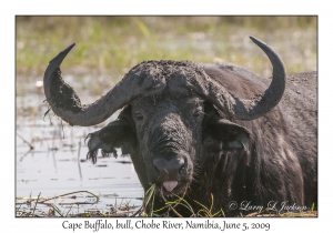 Cape Buffalo, bull
