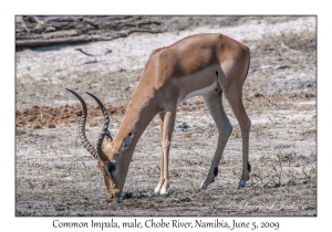 Common Impala, male