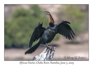 African Darter