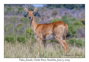 Puku, female