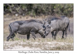 Warthogs