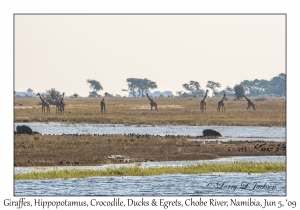 Giraffes, Hippopotamus, Crocodile, Ducks, Egrets