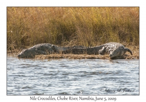 Nile Crocodiles