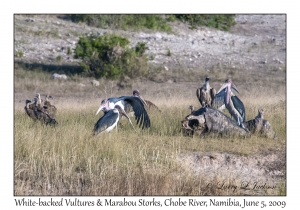 White-backed Vultures & Marabou Storks