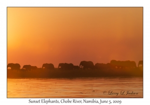 Sunset Elephants