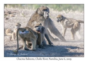 Chacma Baboons