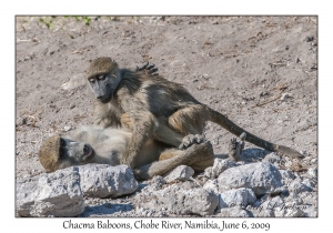 Chacma Baboons